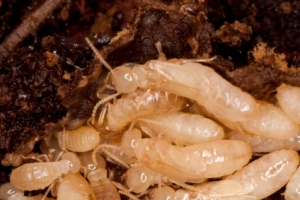 Close up view of a bunch of termites eating wood.